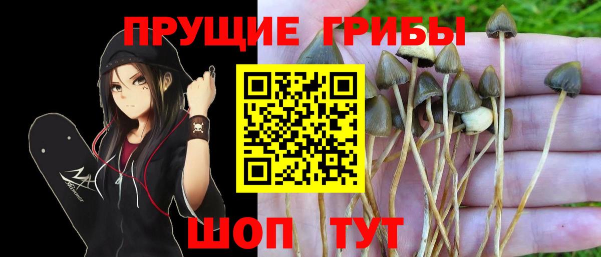Галлюциногенные грибы GOLDEN TEACHER  Псилоцибиновые грибы Psilocybe  Сальск  Вход с VPN 